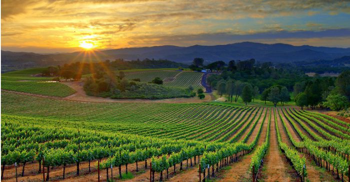 efficient-winemaking-vineyard