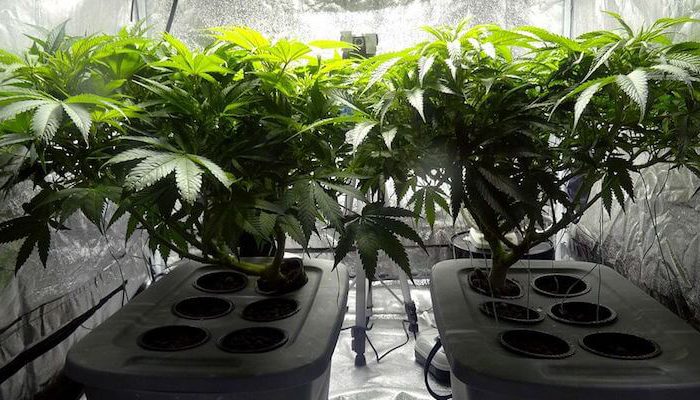 hvac for indoor agriculture marijuana industry
