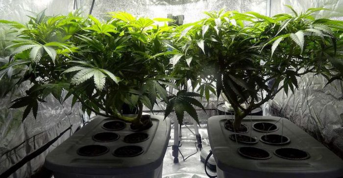 hvac for indoor agriculture marijuana industry