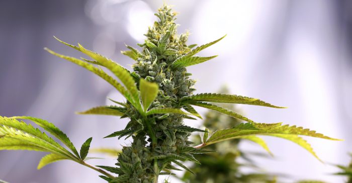 indoor cannabis growing